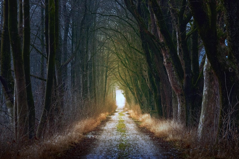 Fairytale Forest Expeditions